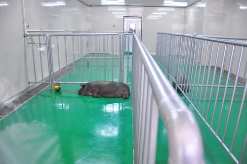 異種移植臨床研究建設的重大突破:醫用級動物供體培育中心建立