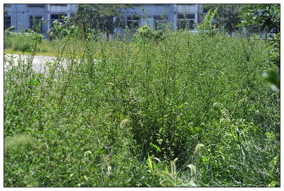 【人物專訪】趙宇博士和他的組培實驗項目