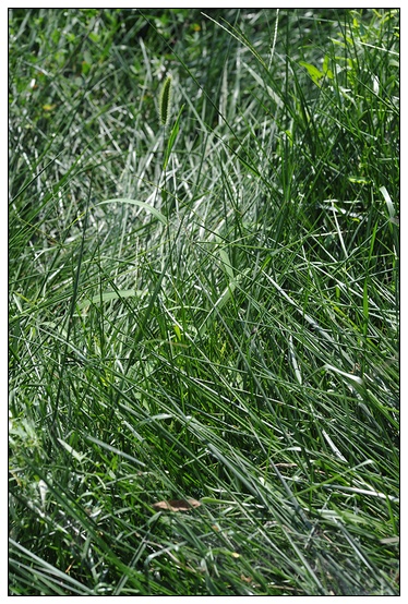 【人物專訪】趙宇博士和他的組培實驗項目