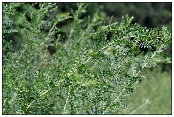 【人物專訪】趙宇博士和他的組培實驗項目