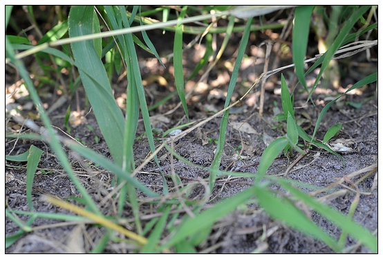 【人物專訪】趙宇博士和他的組培實驗項目