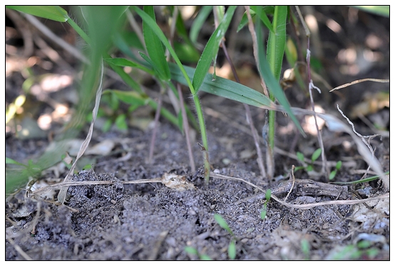 【人物專訪】趙宇博士和他的組培實驗項目
