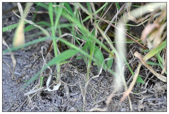 【人物專訪】趙宇博士和他的組培實驗項目