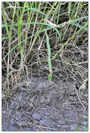 【人物專訪】趙宇博士和他的組培實驗項目