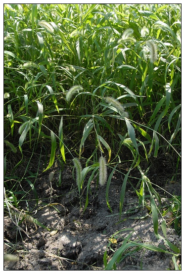 【人物專訪】趙宇博士和他的組培實驗項目