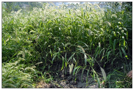 【人物專訪】趙宇博士和他的組培實驗項目