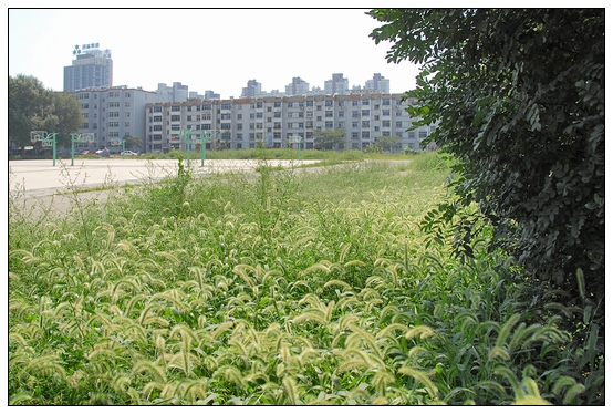 【人物專訪】趙宇博士和他的組培實驗項目