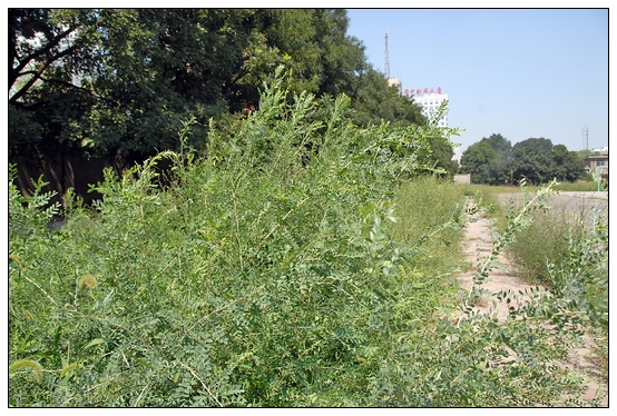 【人物專訪】趙宇博士和他的組培實驗項目