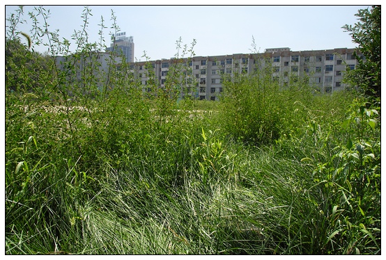 【人物專訪】趙宇博士和他的組培實驗項目