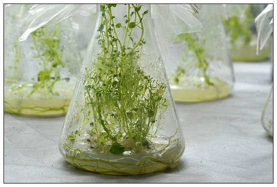 【人物專訪】趙宇博士和他的組培實驗項目