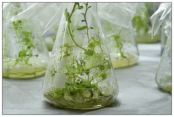 【人物專訪】趙宇博士和他的組培實驗項目