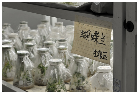 【人物專訪】趙宇博士和他的組培實驗項目