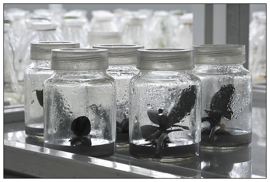 【人物專訪】趙宇博士和他的組培實驗項目