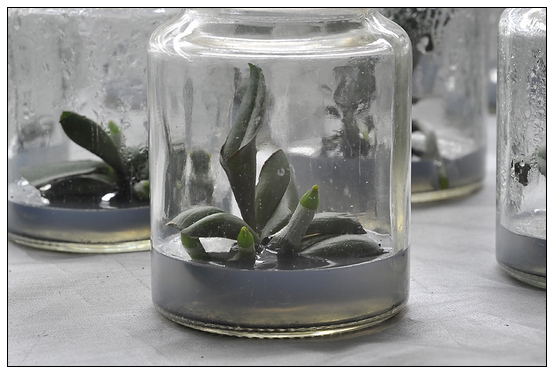 【人物專訪】趙宇博士和他的組培實驗項目