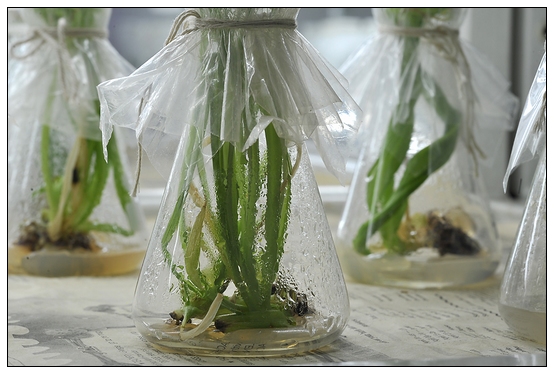 【人物專訪】趙宇博士和他的組培實驗項目