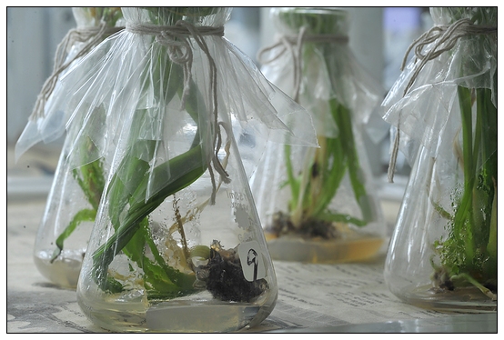 【人物專訪】趙宇博士和他的組培實驗項目