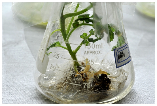 【人物專訪】趙宇博士和他的組培實驗項目