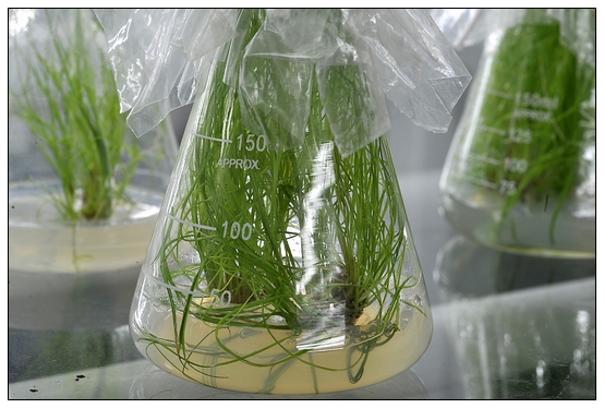 【人物專訪】趙宇博士和他的組培實驗項目