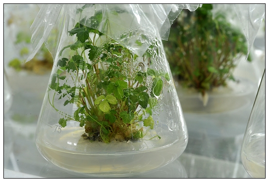 【人物專訪】趙宇博士和他的組培實驗項目