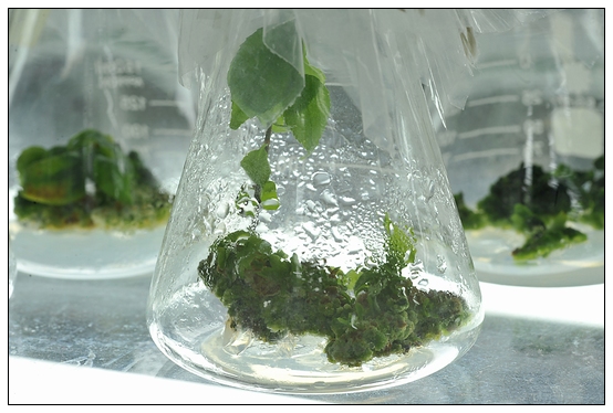 【人物專訪】趙宇博士和他的組培實驗項目