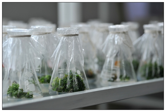 【人物專訪】趙宇博士和他的組培實驗項目