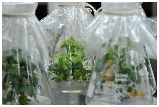 【人物專訪】趙宇博士和他的組培實驗項目