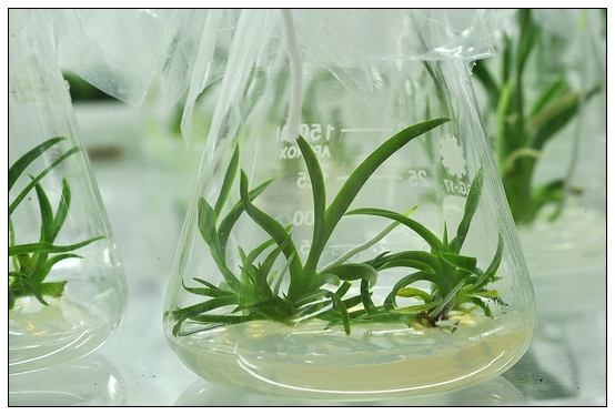 【人物專訪】趙宇博士和他的組培實驗項目