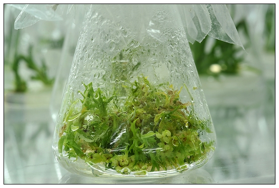 【人物專訪】趙宇博士和他的組培實驗項目