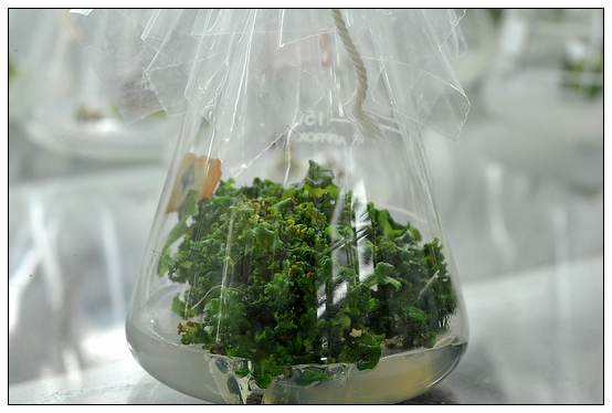 【人物專訪】趙宇博士和他的組培實驗項目