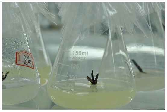 【人物專訪】趙宇博士和他的組培實驗項目