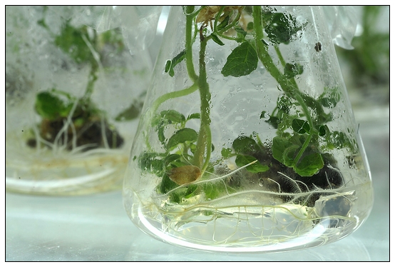 【人物專訪】趙宇博士和他的組培實驗項目