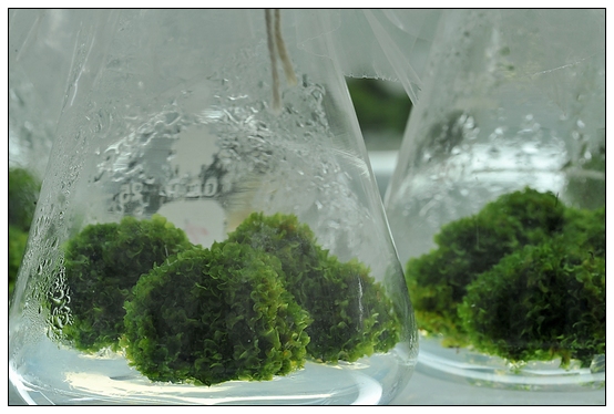 【人物專訪】趙宇博士和他的組培實驗項目