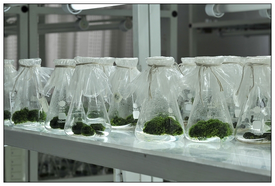 【人物專訪】趙宇博士和他的組培實驗項目