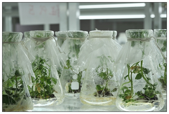 【人物專訪】趙宇博士和他的組培實驗項目