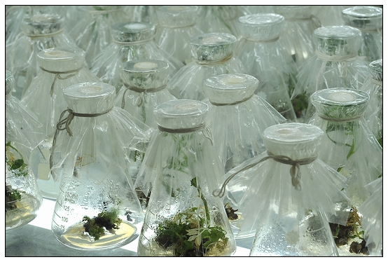 【人物專訪】趙宇博士和他的組培實驗項目