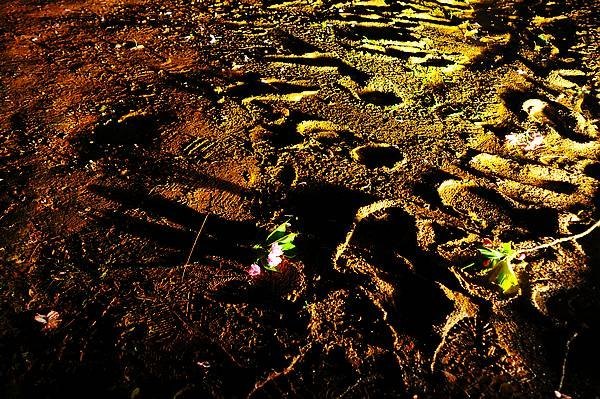 【影像視界】第四期:游園驚夢