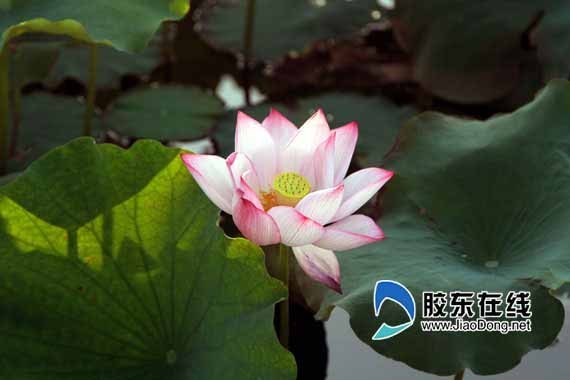 新華網:煙大三元湖荷花爭艷 眾多游客紛至沓來