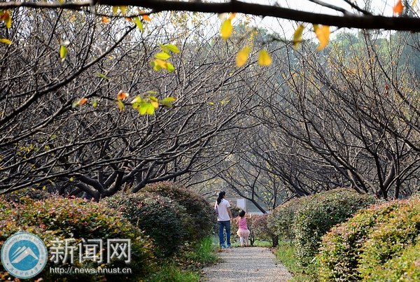 【圖說科大】櫻園之秋