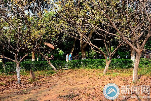 【圖說科大】櫻園之秋