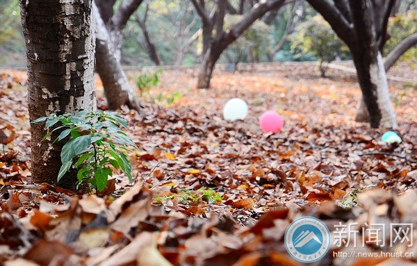 【圖說科大】櫻園之秋