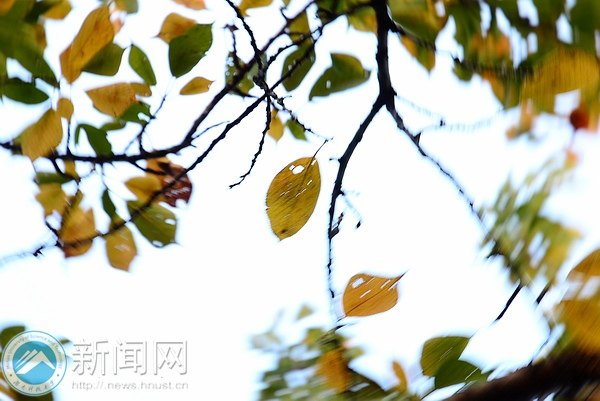 【圖說科大】櫻園之秋