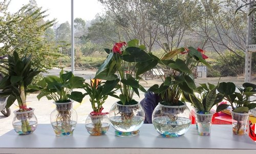 【一面旗幟】科技創(chuàng)新  綠色水培