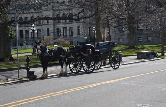 【加拿大中國青年領袖訓練營報道三十五】鐫刻維多利亞花園之美