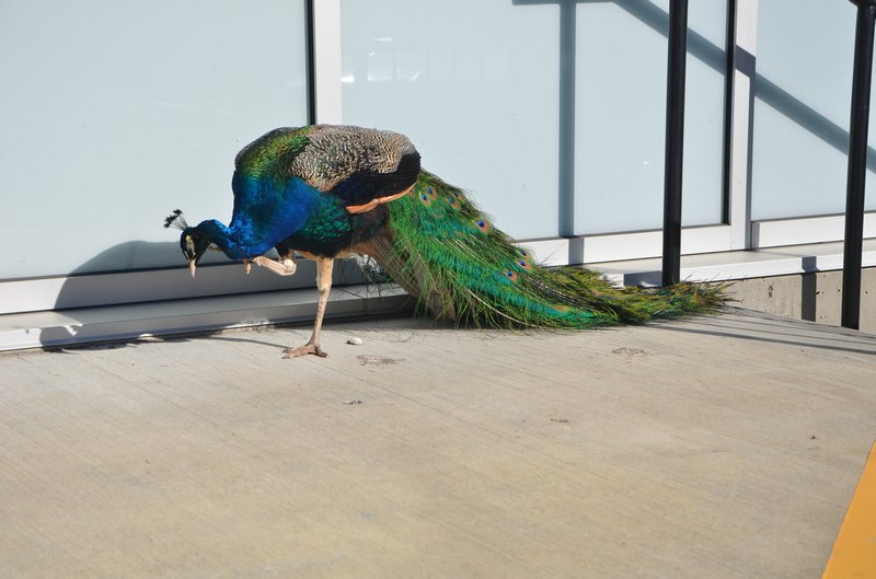 ôЇIӖIʮġX𾯡lʼ·W