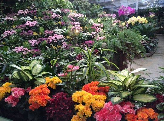 【加拿大中國(guó)青年領(lǐng)袖訓(xùn)練營(yíng)報(bào)道四十】世紀(jì)花園BUTCHART GARDENS