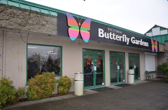 【加拿大中國青年領袖訓練營報道五十二】七彩蝴蝶,維多利亞的精靈