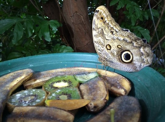 【加拿大中國青年領袖訓練營報道五十二】七彩蝴蝶,維多利亞的精靈