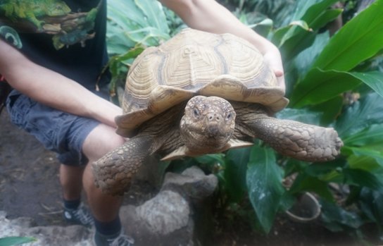 【加拿大中國青年領袖訓練營報道五十二】七彩蝴蝶,維多利亞的精靈