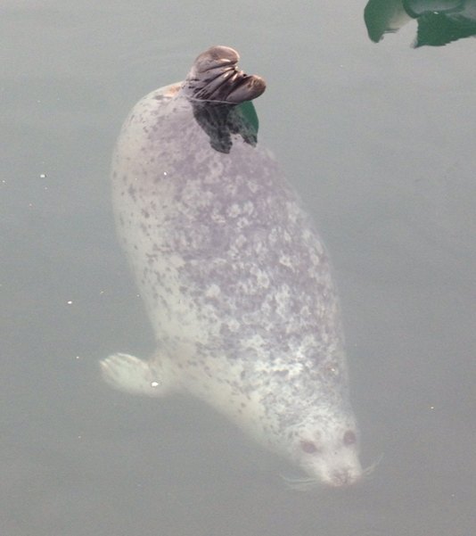 【加拿大中國青年領袖訓練營報道五十一】維多利亞Marina Beach的記憶