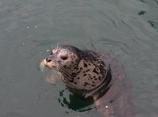 【加拿大中國青年領袖訓練營報道五十一】維多利亞Marina Beach的記憶